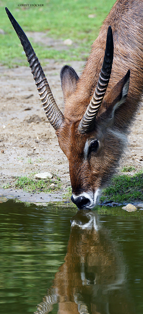 Wasserbock