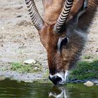 Wasserbock