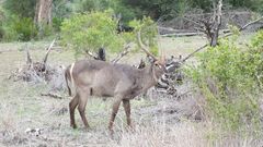 Wasserbock