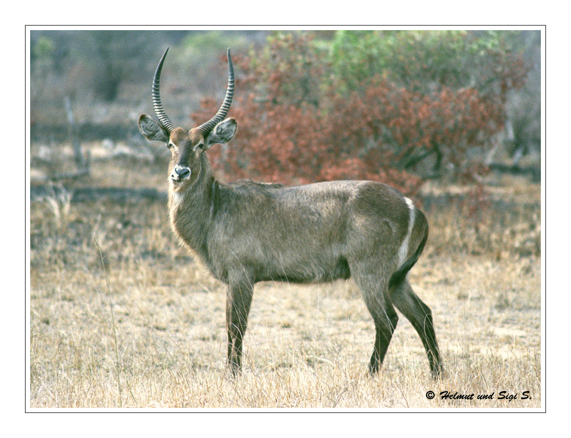 Wasserbock