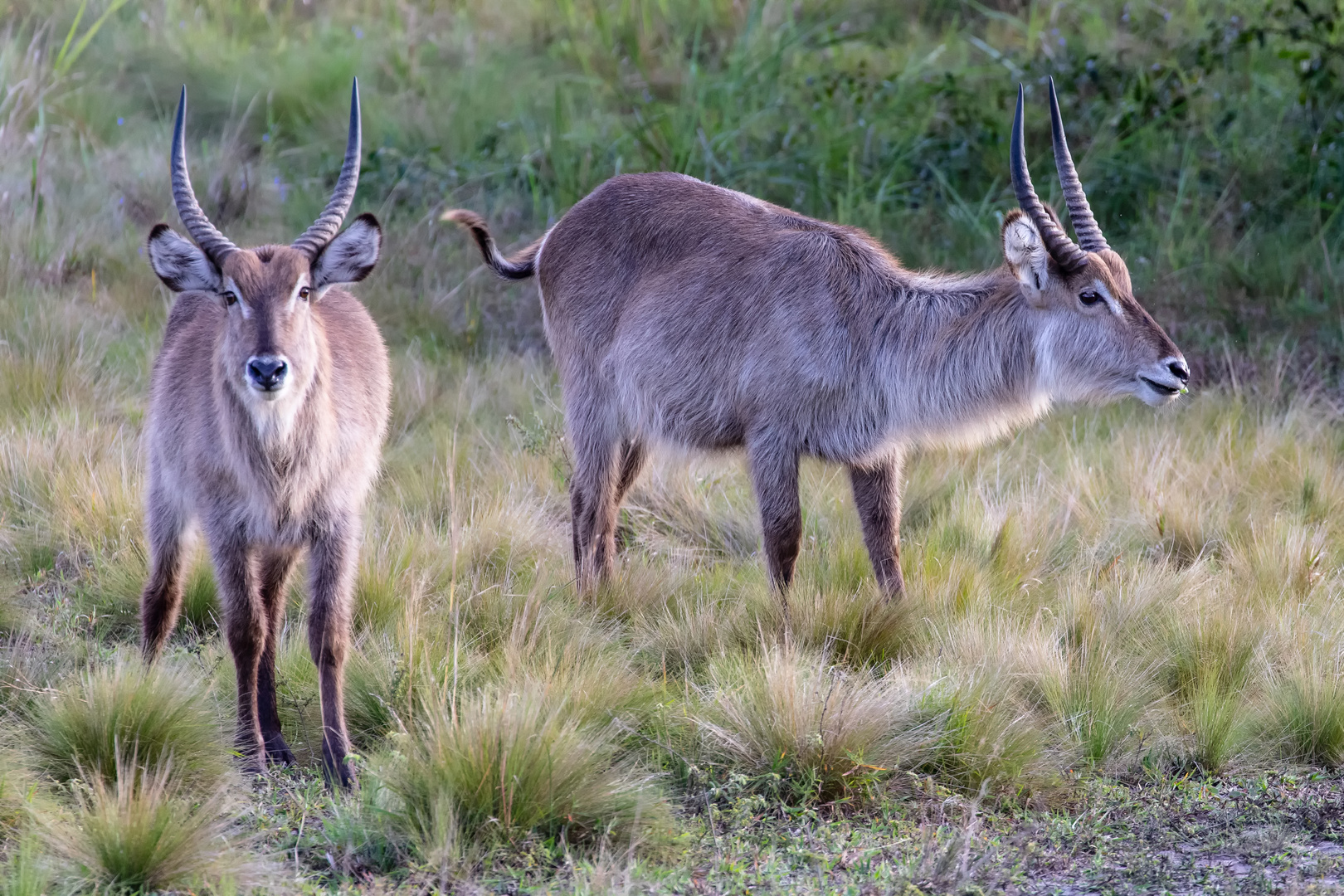 Wasserbock 5