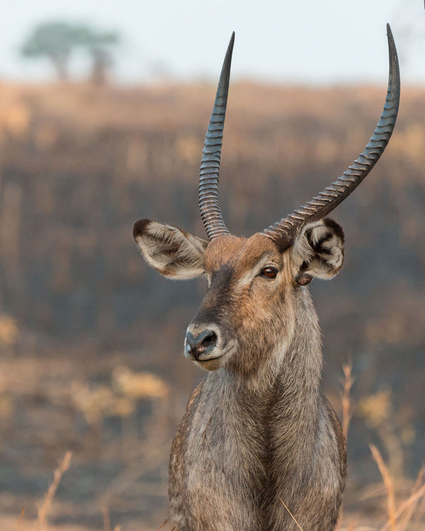 Wasserbock