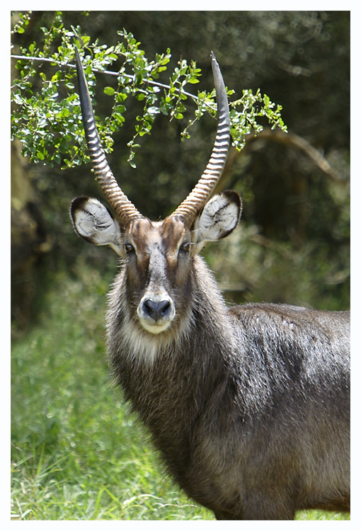 Wasserbock