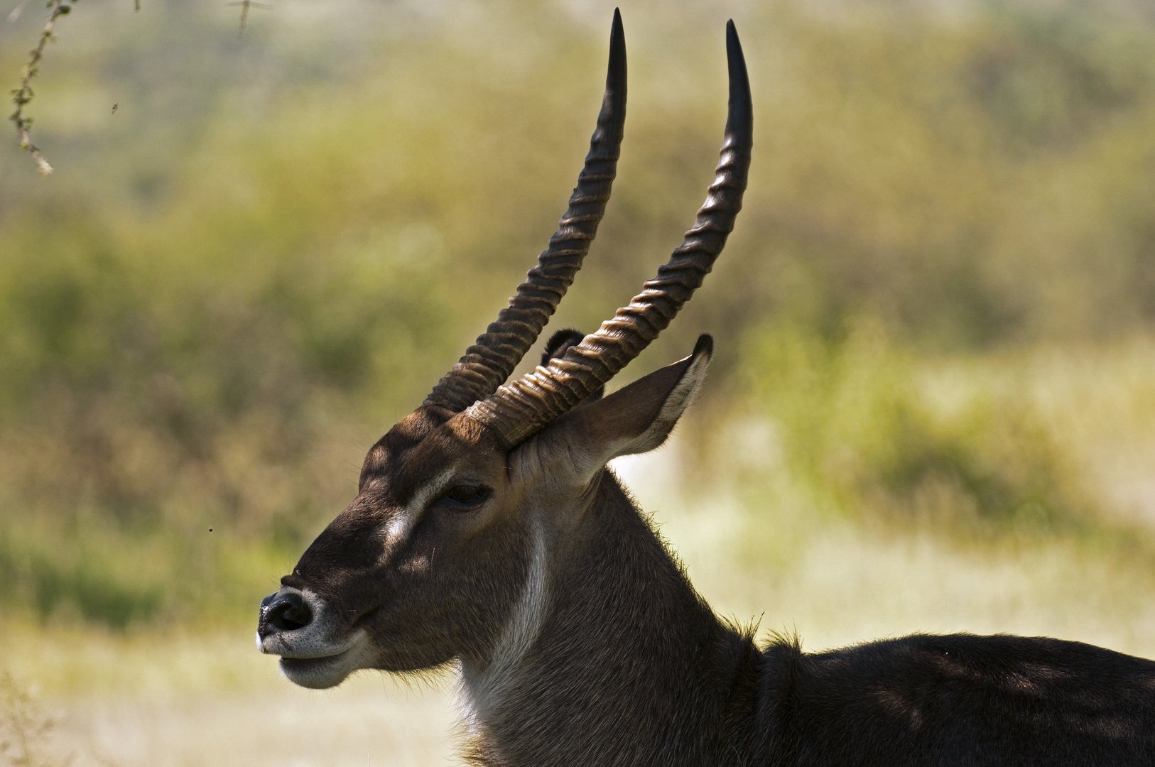 Wasserbock