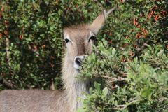 Wasserbock