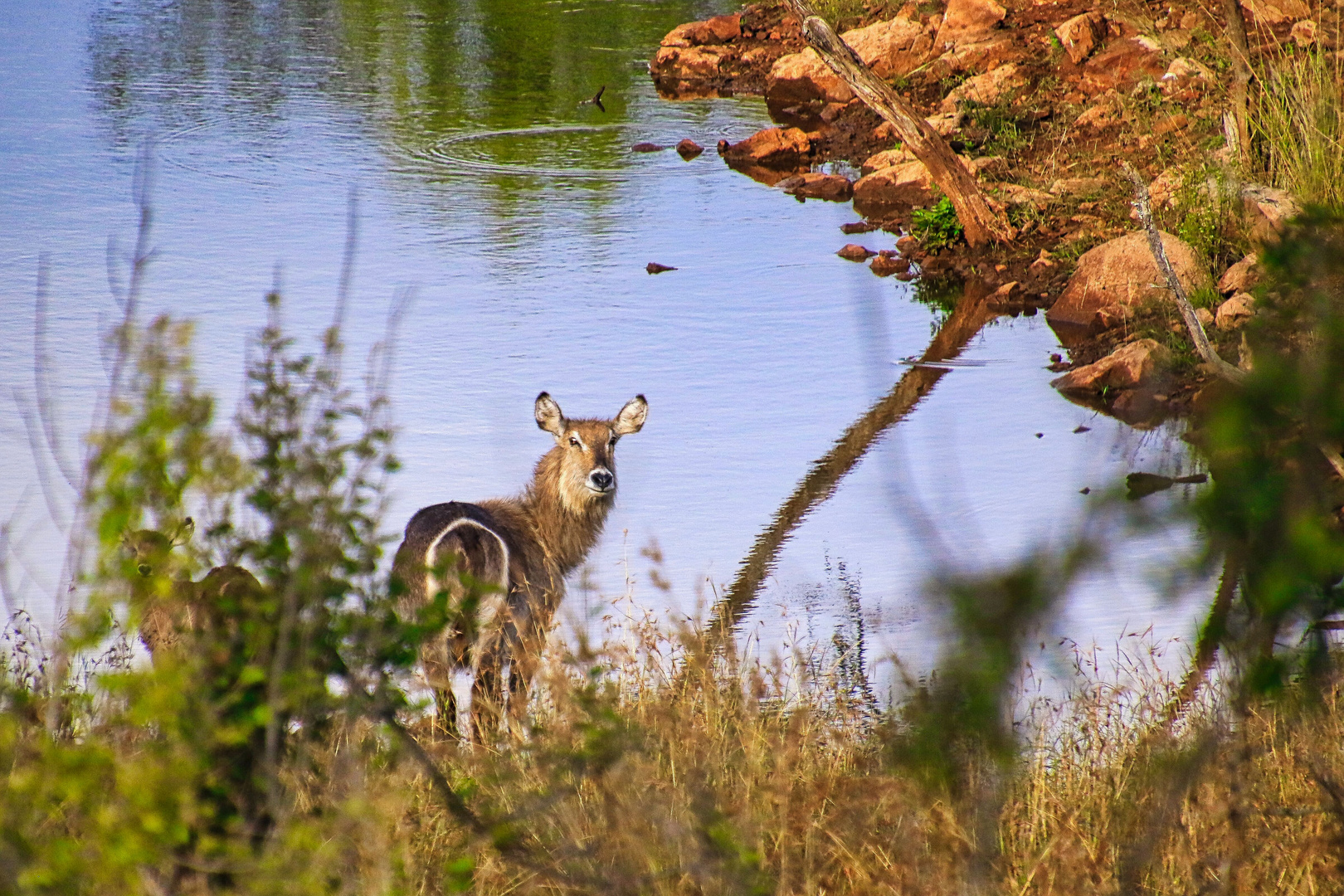 Wasserbock