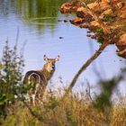 Wasserbock