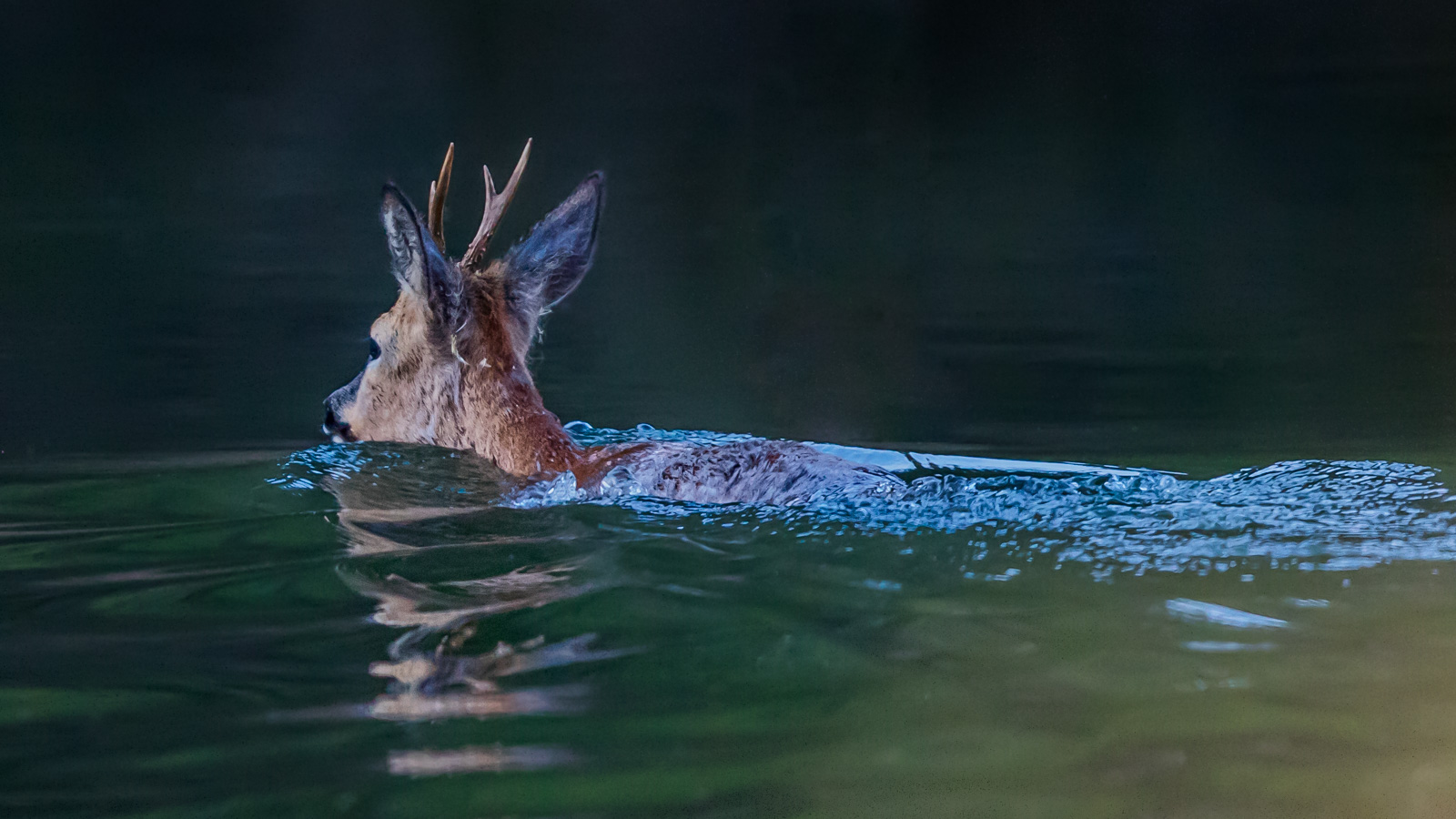 Wasserbock