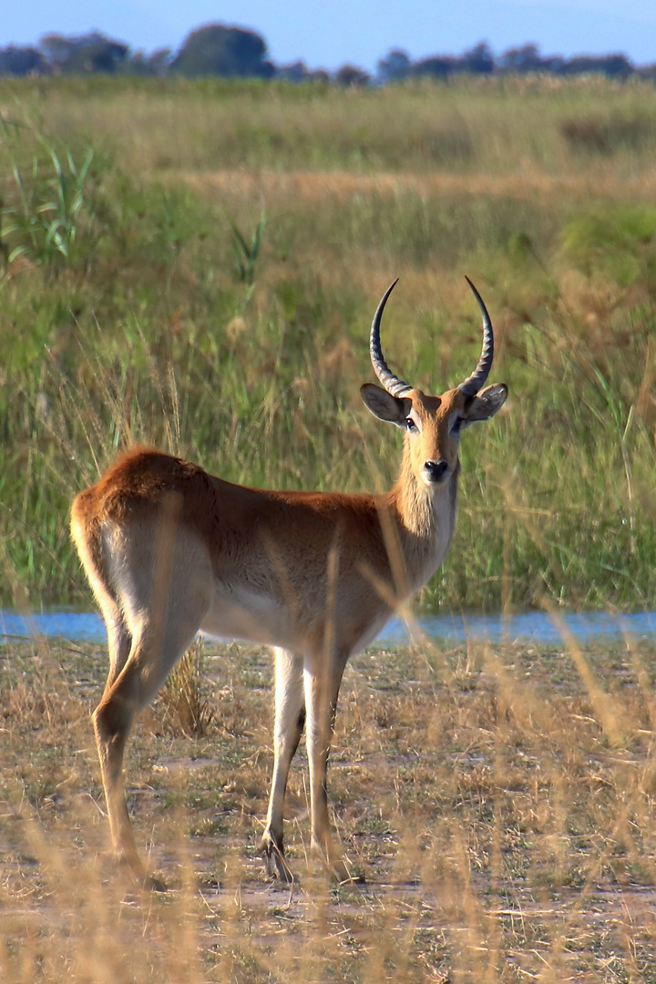 Wasserbock