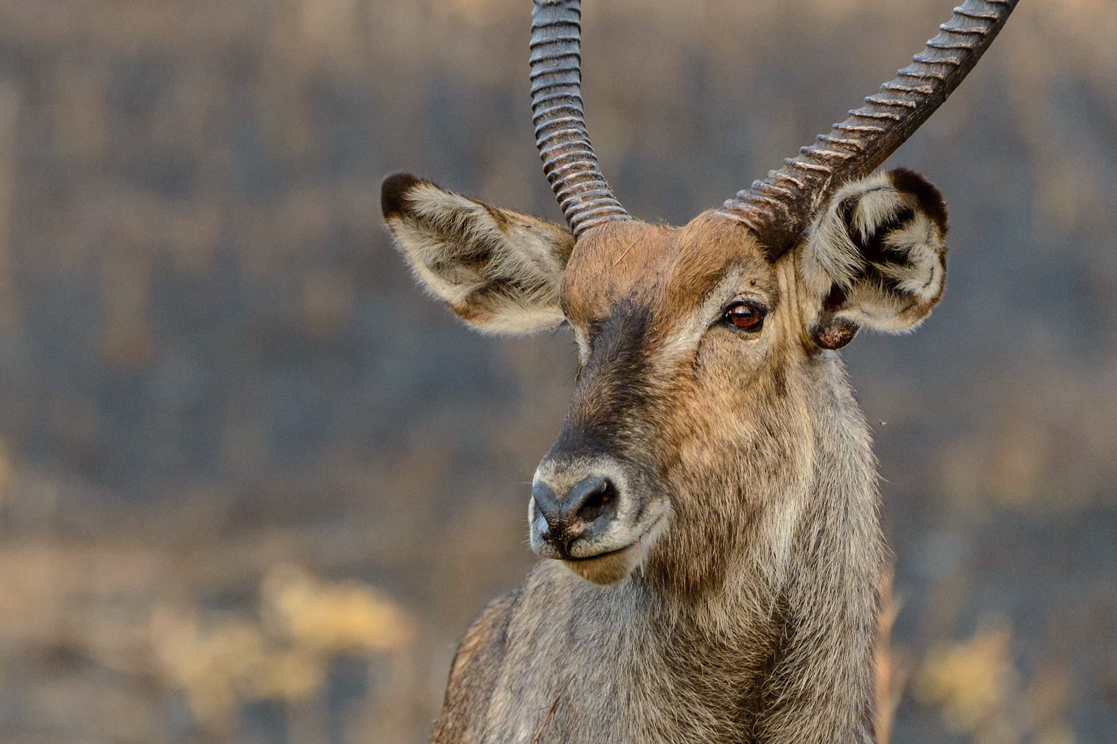 Wasserbock