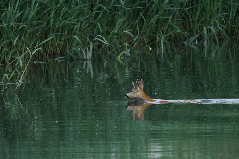 Wasserbock