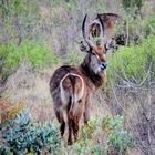 Wasserbock