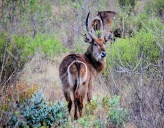 Wasserbock