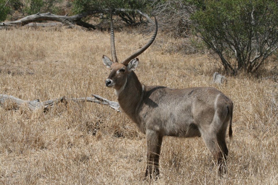 Wasserbock