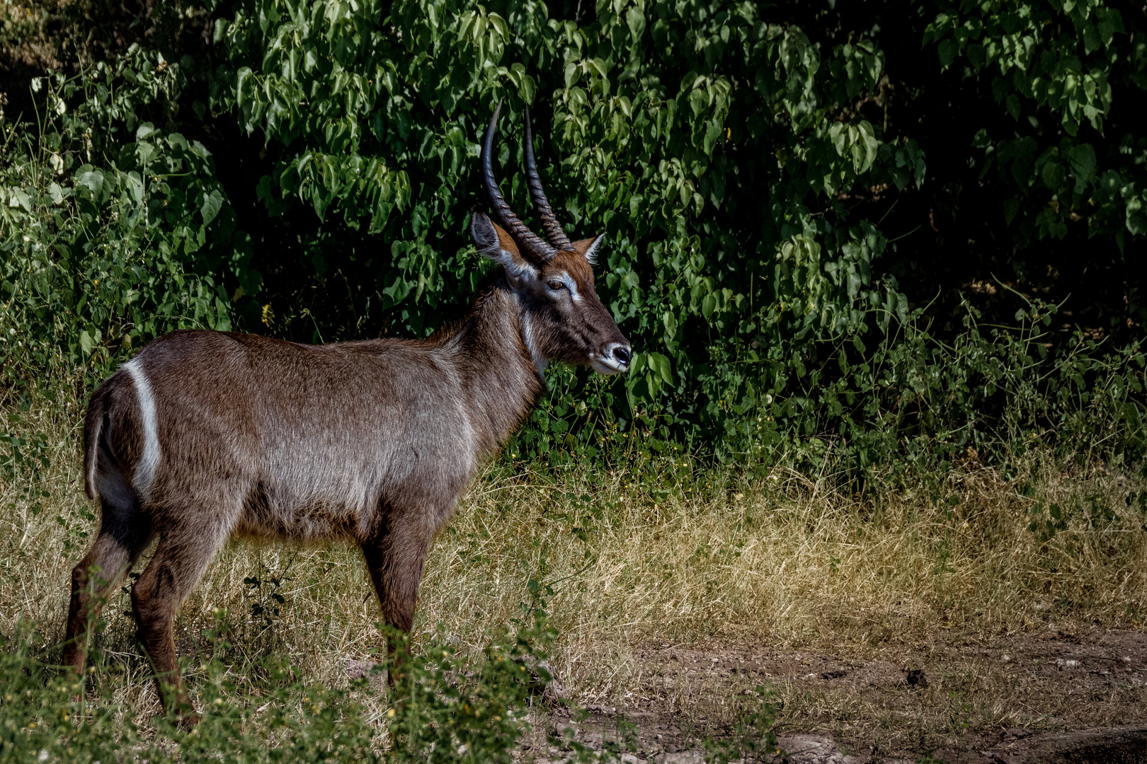 Wasserbock