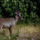 Wasserbock