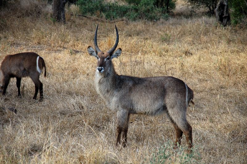 Wasserbock