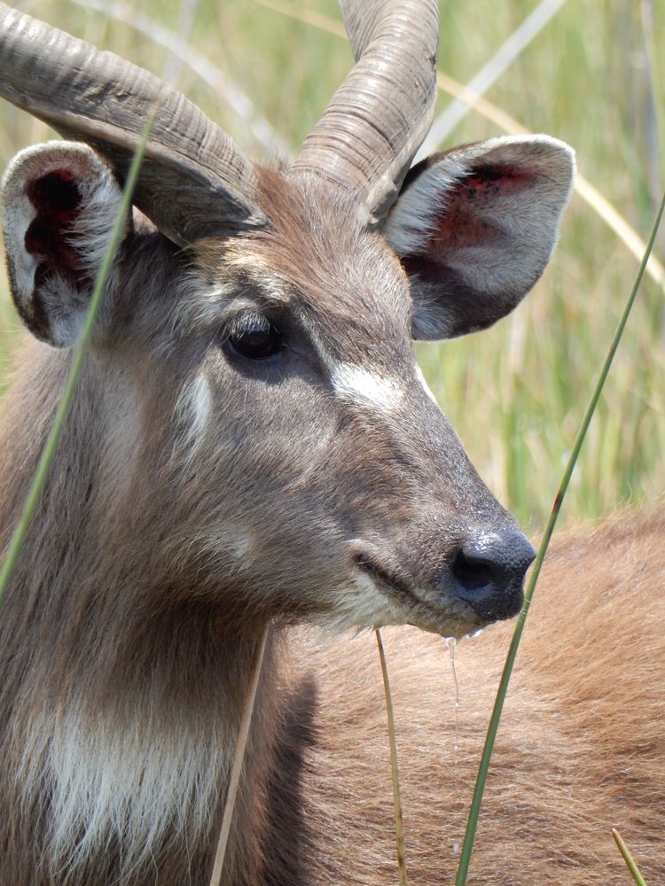 Wasserbock