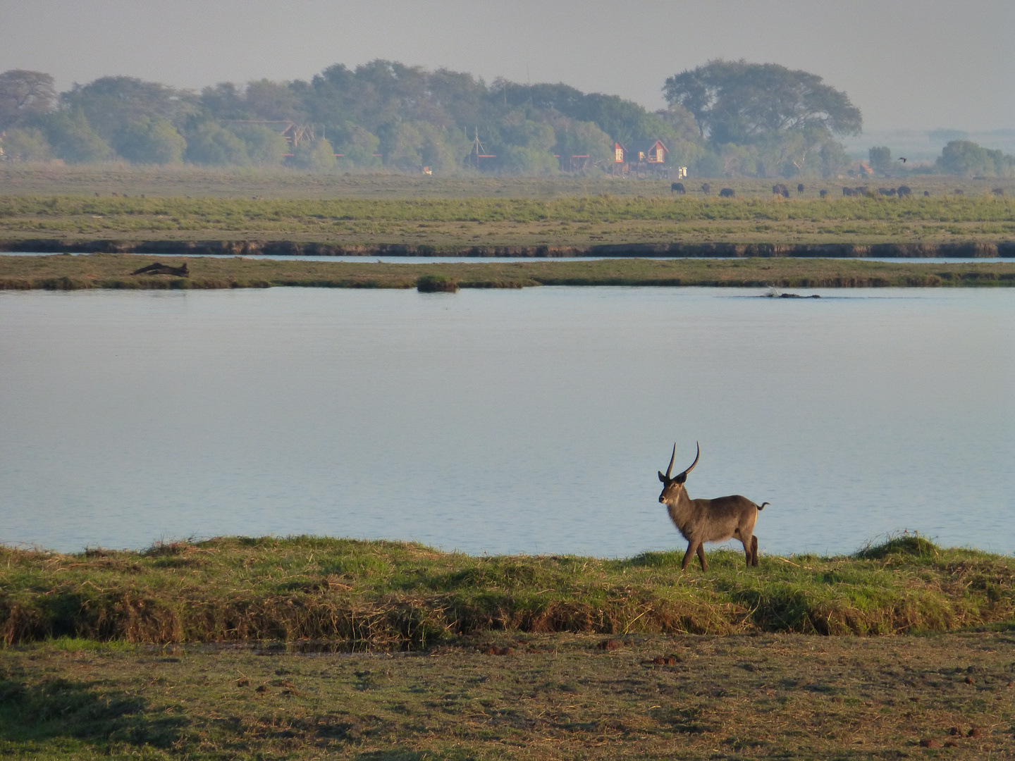 Wasserbock am Chobe River