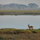 Wasserbock am Chobe River