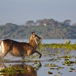 Wasserbock bei der morgendlichen Kneippkur