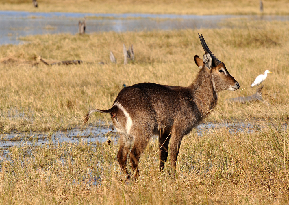 Wasserbock