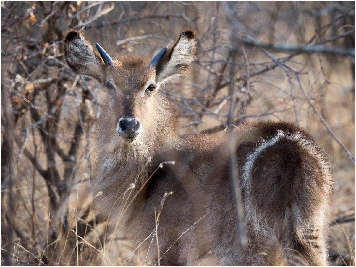 Wasserbock