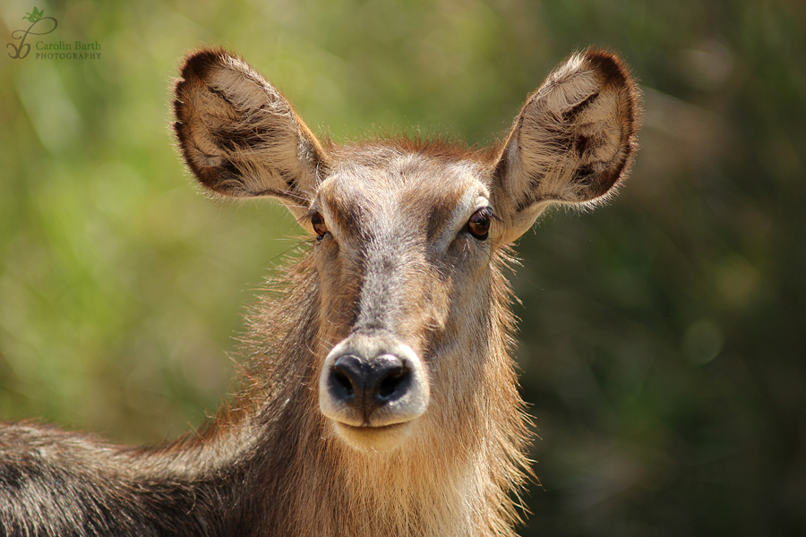 Wasserbock