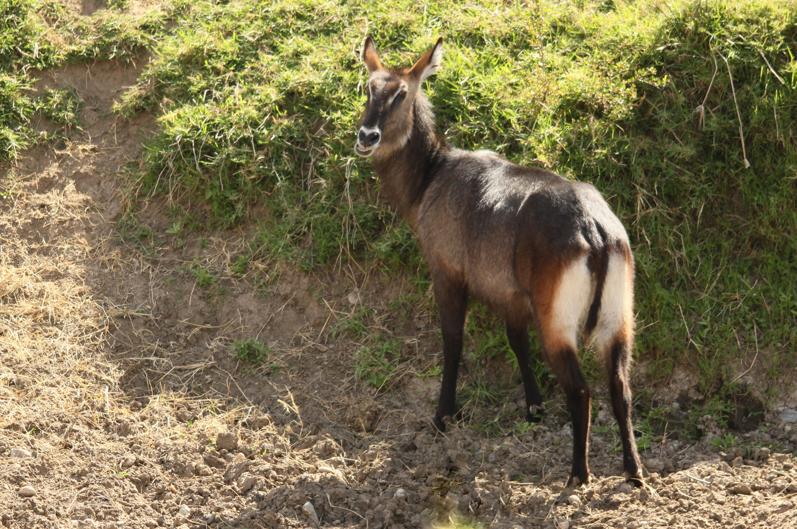 Wasserbock Dame