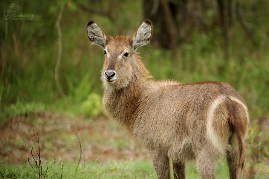 Wasserbock...