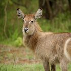 Wasserbock...