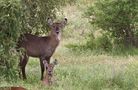 Wasserbock von Siegfried Kandler 