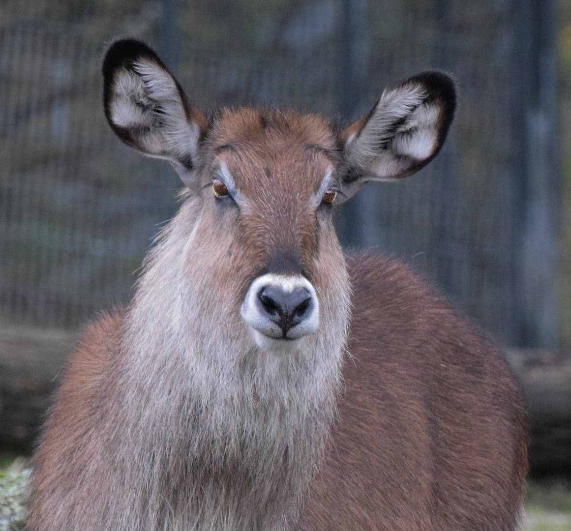 Wasserbock