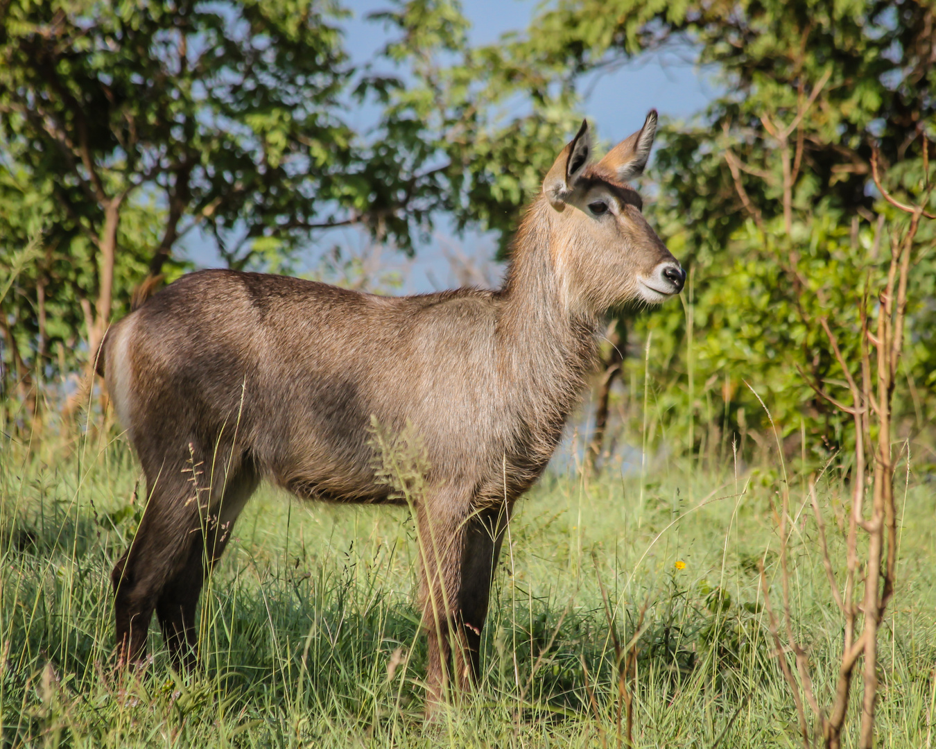 Wasserbock