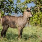 Wasserbock