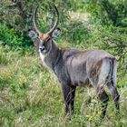 Wasserbock