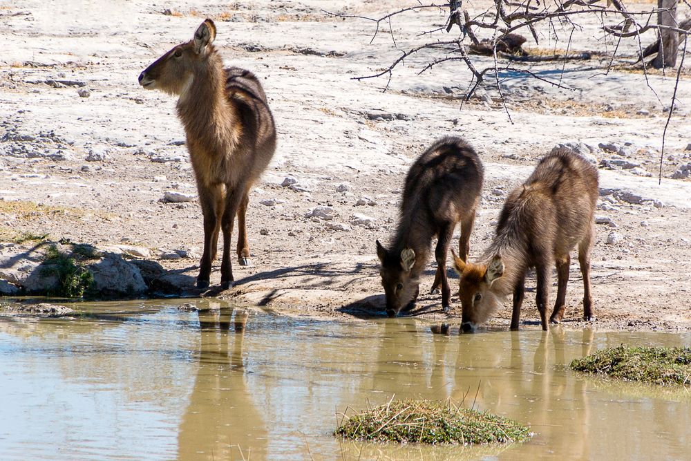 Wasserbock-Familie