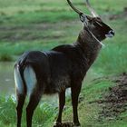 Wasserbock im Aberdare Nat. Park