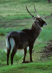 Wasserbock im Aberdare Nat. Park