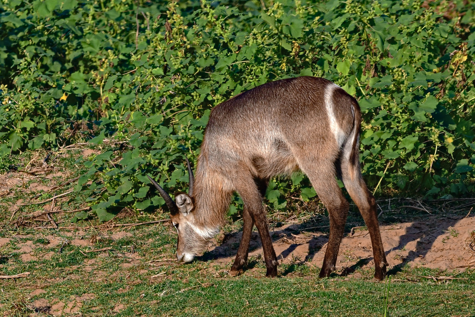 Wasserbock im Kruger Nationalpark bei Shimuweni