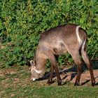 Wasserbock im Kruger Nationalpark bei Shimuweni