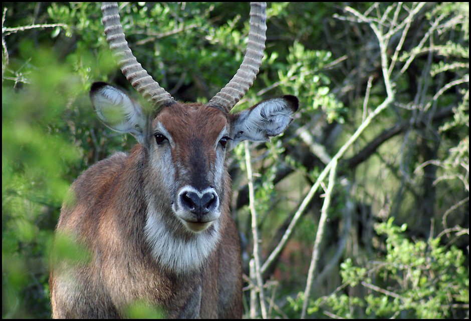 Wasserbock im Lake Mburo NP