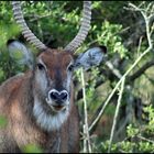 Wasserbock im Lake Mburo NP