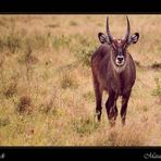 Wasserbock im Masai Mara (reload)