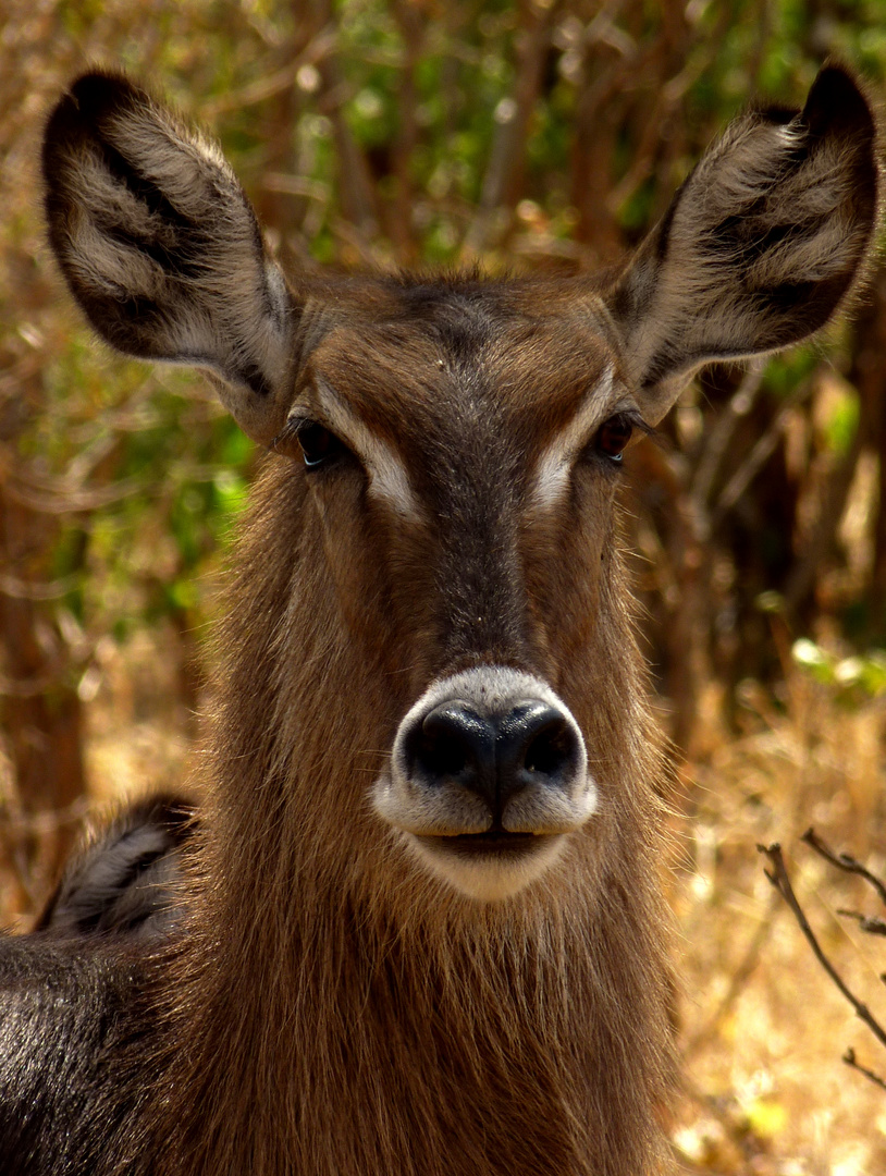 Wasserbock im Tarangire-Park