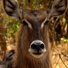 Wasserbock im Tarangire-Park