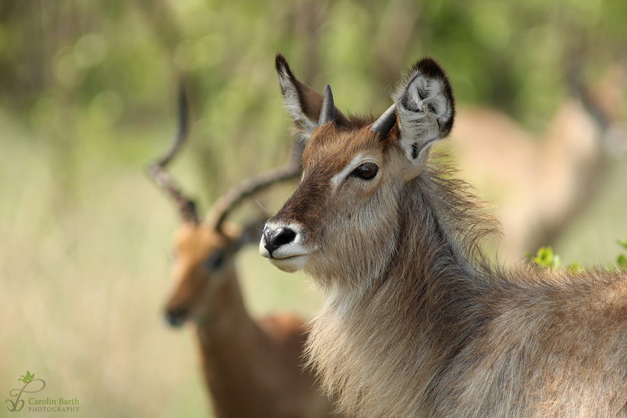 Wasserbock & Impala