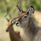 Wasserbock & Impala