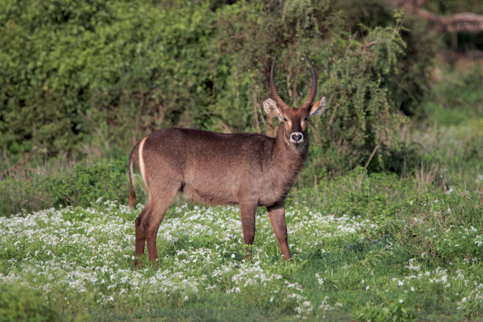 Wasserbock in Kenia