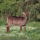 Wasserbock in Kenia